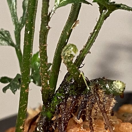 Bolbitis heteroclita cuspidata