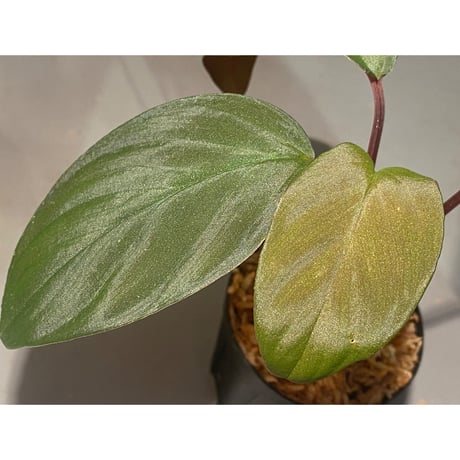 Homalomena cf. humilis from Sumatera Barat [LA0719-02]