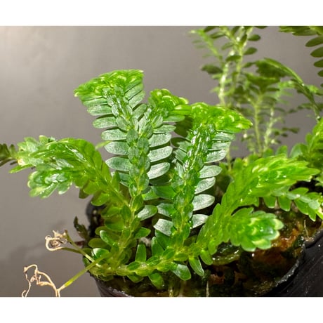 Selaginella sp. バリエガータ from "Nanga pinoh" [TB]