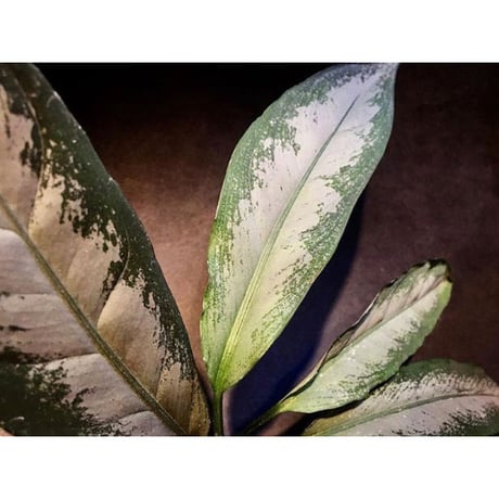 Aglaonema nebulosum from Kuala Rompin [TK220916-2]