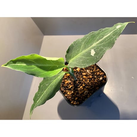 Aglaonema pictum from Sumatera A3 [TK080918]