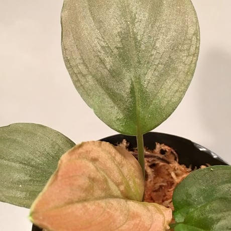 Homalomena sp. from Lundu [TK231017]