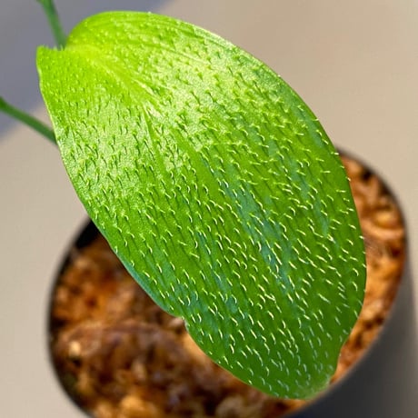 Homalomena hasei "狐尾" from Aceh sumatera [LA0616-04]