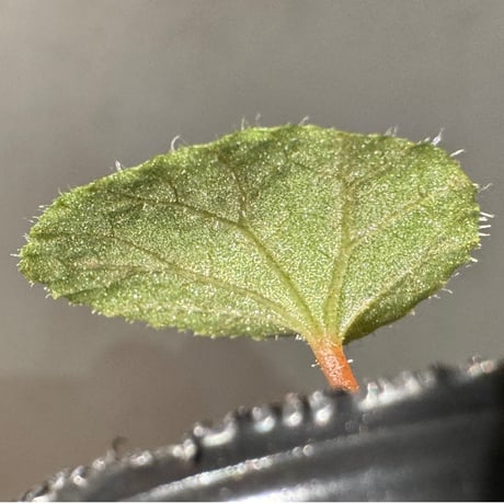 Begonia austroguangxiensis