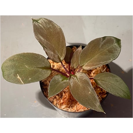 (2芽) Homalomena sp. from Solok sumatera [LA0616-03]