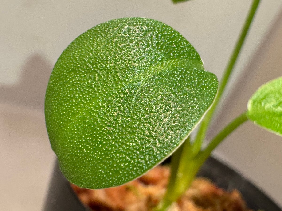 Homalomena sp. 鮫肌C from Aceh Sumatera [LA0816-2