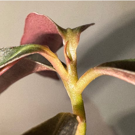 Labisia sp. from Landak West Kalimantan