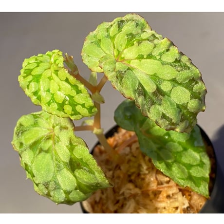 Begonia chlorosticta (Green) from Borneo Sarawak