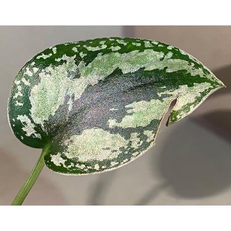 Scindapsus pictus "Tricolor" from West Borneo