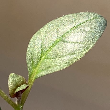 Acanthaceae gen. from Laos [LA]