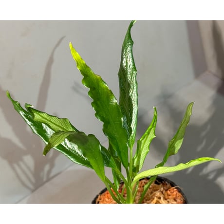 Borneoa gampsospadix スキスマグロッティスMIDOLLICA Borneoa