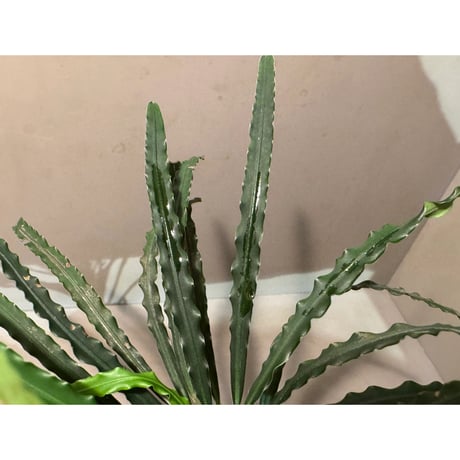Fenestratarum mulyadii from East Kalimantan ②