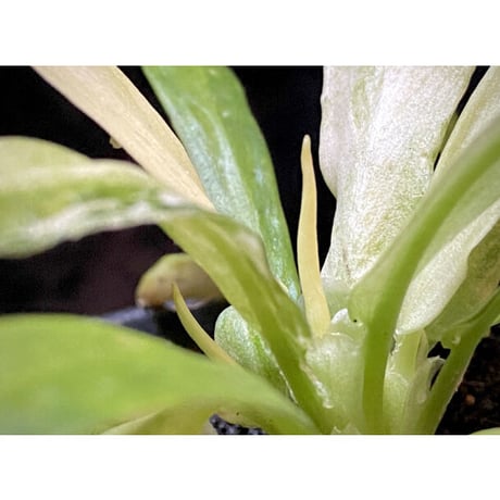 Schismatoglottis sp. "初霜錦" from Murung raya [LA0515-05]
