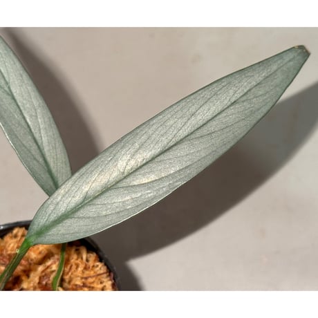Schismatoglottis sp. "Narrow" from Kpg Lui Muda [AZ0412-3]