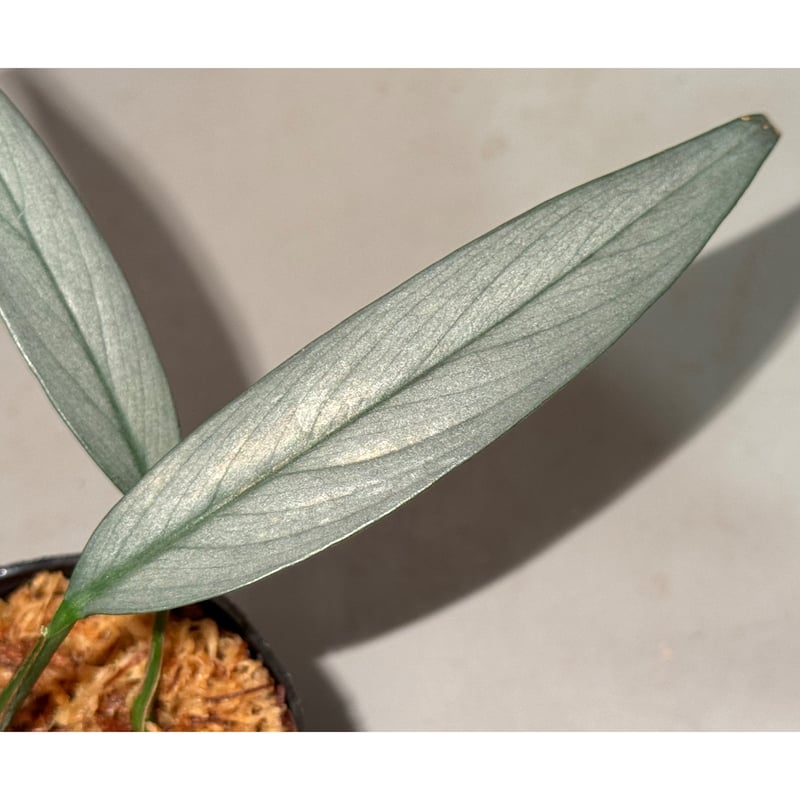 Schismatoglottis sp. 