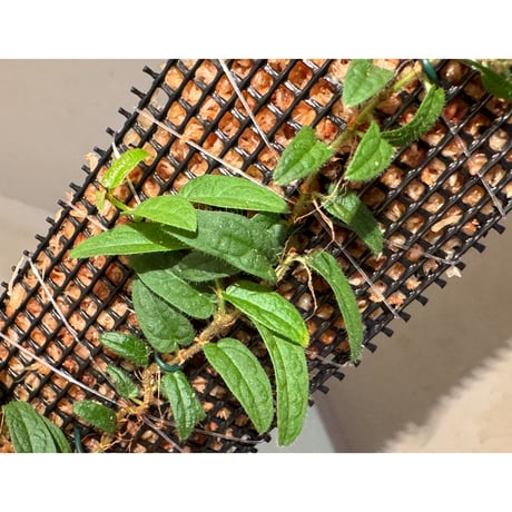 Ficus sp. "Sanggau" Kalimantan barat [TB]
