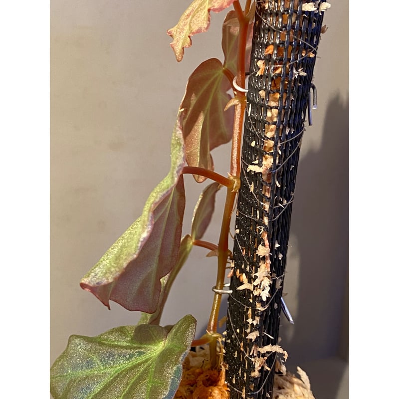 Begonia sp. from Sarawak ① | M・R・G・R