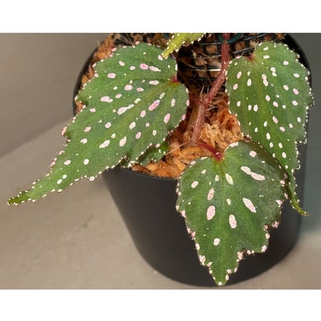 (2本立ち) Begonia sp. from Luzon Aurora Philippines 標高500m付近　[KSB]