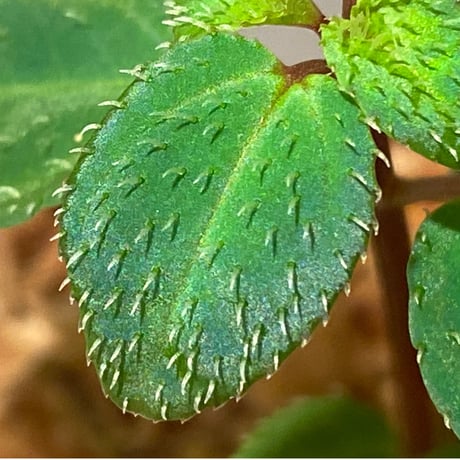 Sarcopyramis parvifolia from Malaysia [カミハタ]