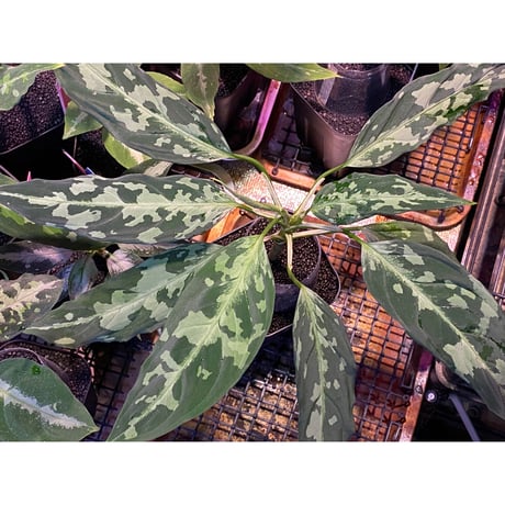 (大株) Aglaonema pictum A "しるば〜らいん" from Aceh sumatera [LA0216-03i]
