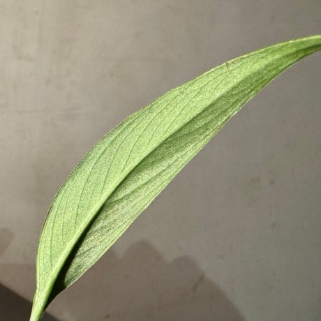 Schismatoglottis sp. "Narrow" from Kpg Lui Muda [AZ0412-3]