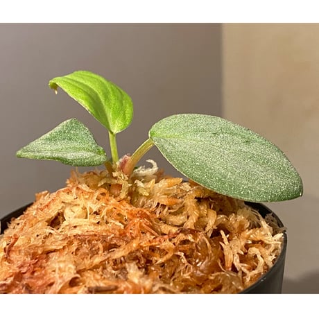 Homalomena sp. "月輪" from Sumatera Utara [LA0318-01]