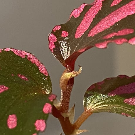 Begonia sp. ぼっち株 from Julau [R1214-01b]