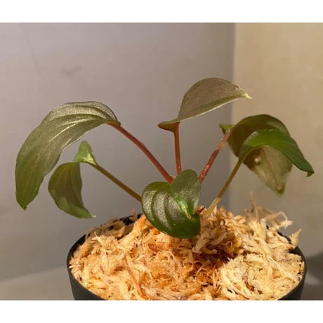 Homalomena sp. from Pahang Malaysia [R0718-02] RIO