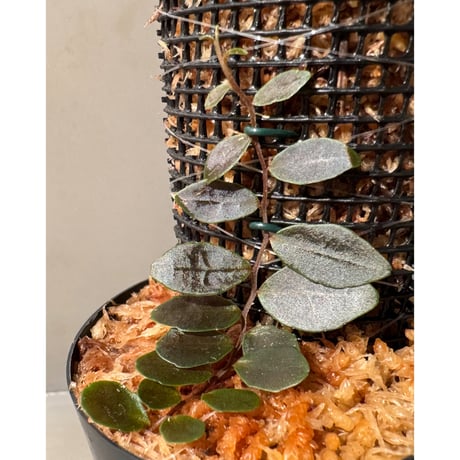 Marcgravia sp. "Azreal"