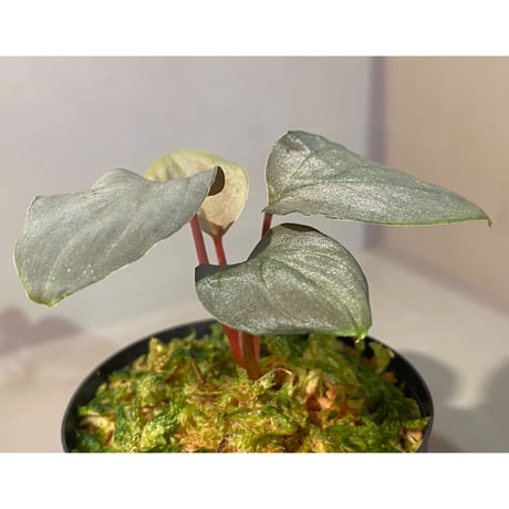 Homalomena Rec96-33 [K0320-f1] KZT