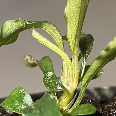 Bucephalandra sp. "MEDUSA"