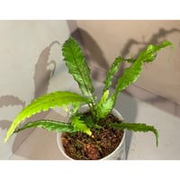 Microsorum sp. "Needle Leaf"
