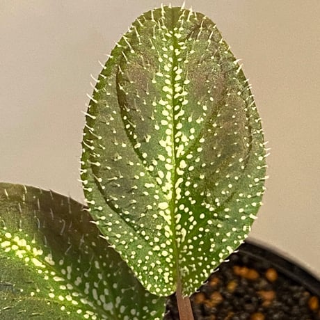 Sonerila calophylla from Tranga Southern Thailand