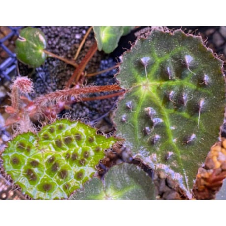 Begonia cf. ferox from Cao Bang [YH040519BK] TK