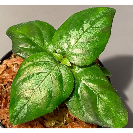 Gymnostachyum sp. "type C" f1 from Aceh Selatan [HW0816-02]