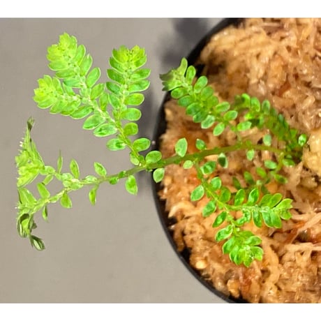 Selaginella plana 伊藤蟻植物農園