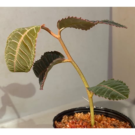 Labisia sp. from Riau Sumatera