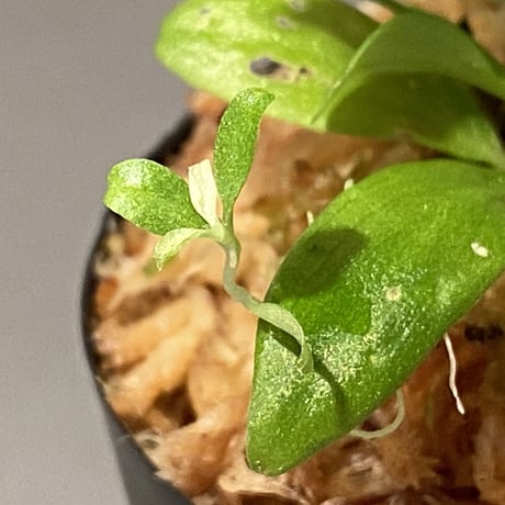 Schismatoglottis sp. "初霜錦" from Murung raya [LA0515-05]