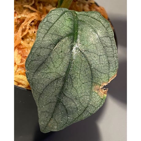 Ophiorrhiza? sp. "Kab. Sanggau" Kal barat [TB]
