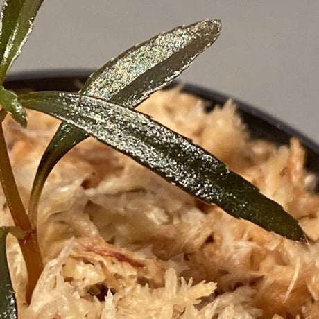 Sonerila linearis from Kedah Malaysia [LA0717-02]
