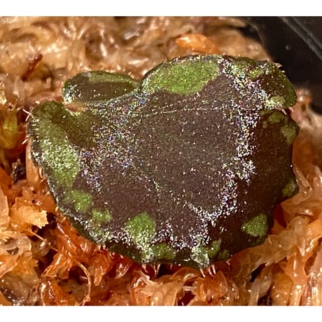 Begonia sp. Pulau Halmahera [LA0314-02]