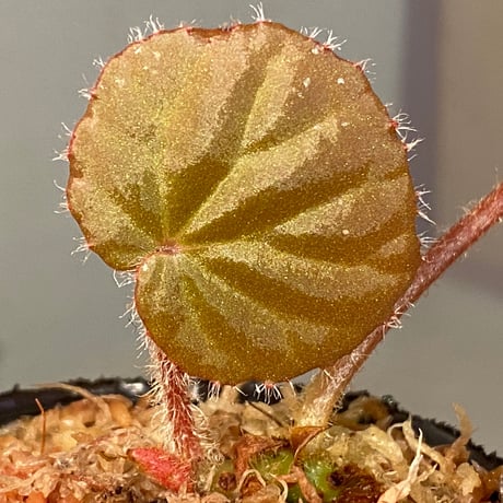 Begonia sp. from Chiku Kelantan