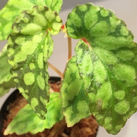 Begonia chlorosticta [Green] from Borneo Sarawak