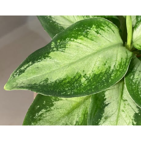 Aglaonema pictum "Castle" PDNC from Padang [AZ1012-10b]