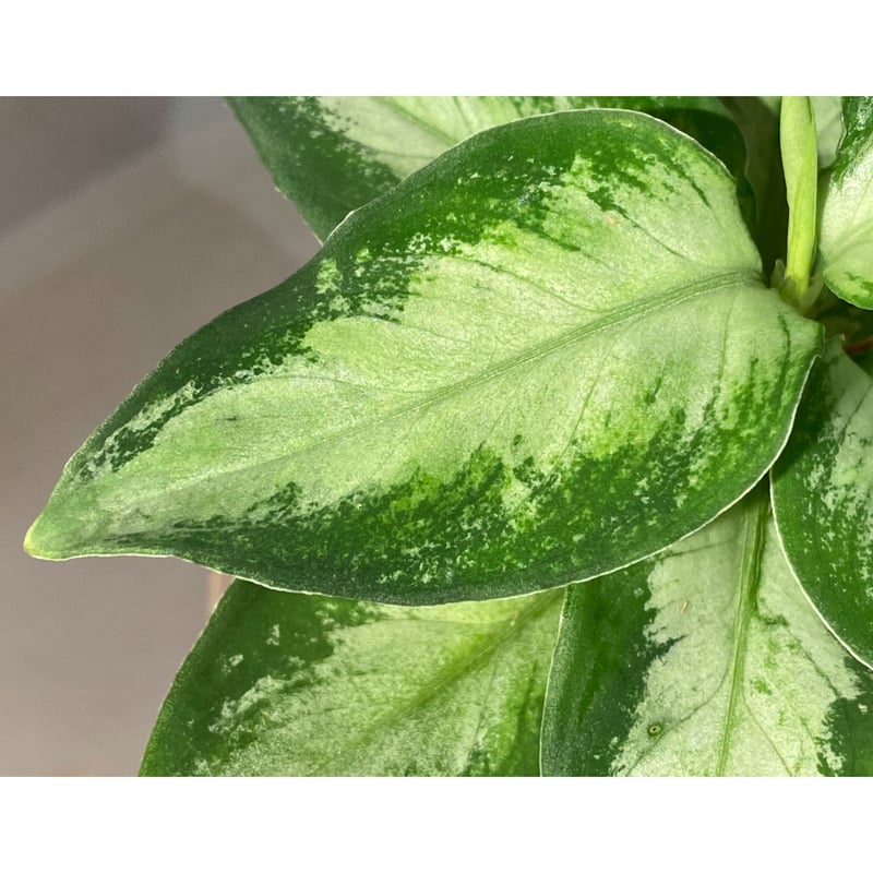 Aglaonema pictum Aglaonema pictum