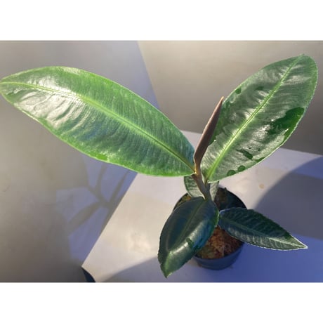 (大株) Ardisia sp. from Aceh Selatan [HW0816-03]