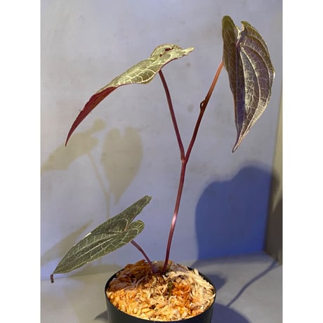 Dioscorea dodecaneura (discolor) from Ecuador