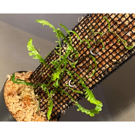 Teratophyllum aculeatum from Nanga pinoh [TB]