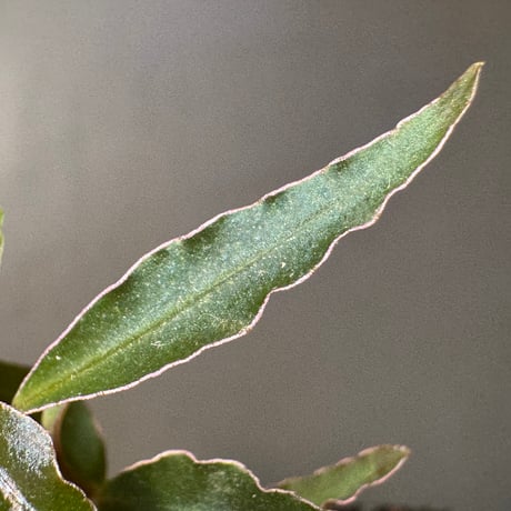 Labisia sp. from Sekadau West Kalimantan