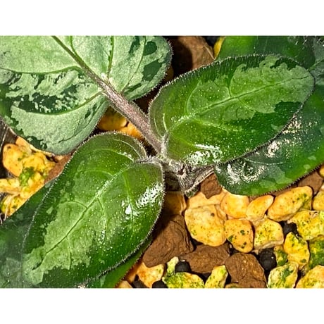 Gymnostachyum sp. f1 from Aceh sumatera [LA0816-1ss]